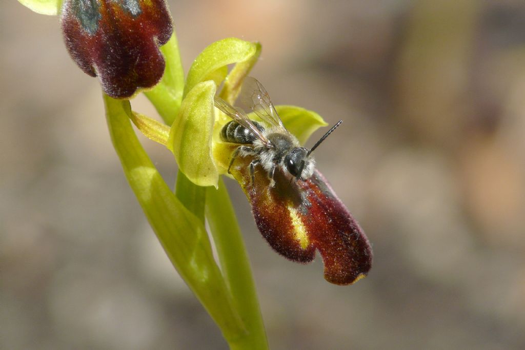 Quale Andrena su Ophrys lucana